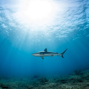 Caribbean reef shark swimming right under the sunburst, Bimini, Bahamas