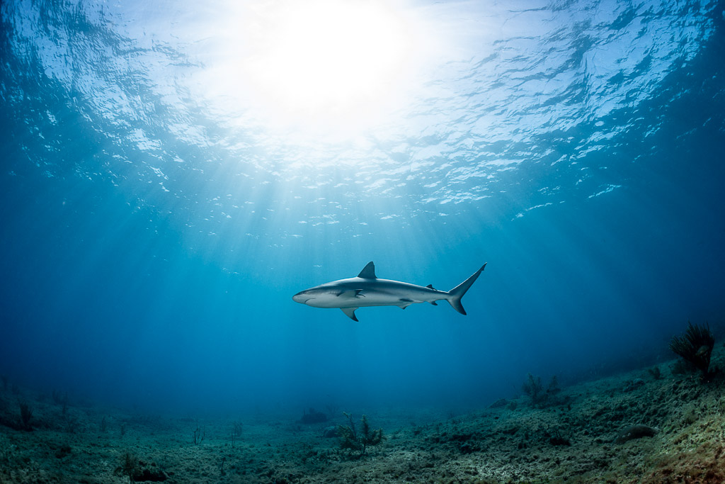 Caribbean reef shark swimming right under the sunburst, Bimini, Bahamas