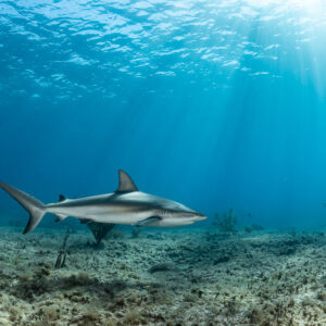 Caribbean reef shark in profile gliding just above the sea floor, Bimini, Bahamas