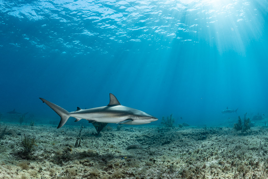 Caribbean reef shark in profile gliding just above the sea floor, Bimini, Bahamas