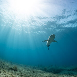 Caribbean reef shark turning toward the camera in sunbeams, Bimini, Bahamas