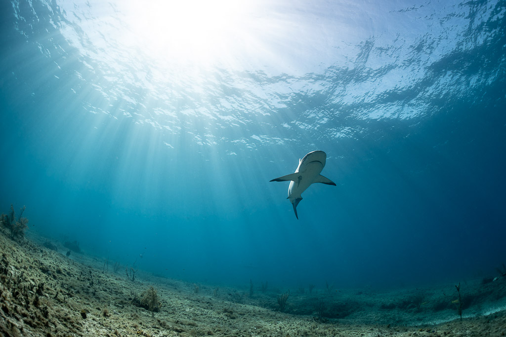 Caribbean reef shark turning toward the camera in sunbeams, Bimini, Bahamas