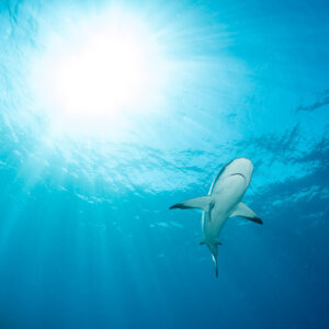Vue verticale d’un requin de récif des Caraïbes sous le soleil, Bimini, Bahamas