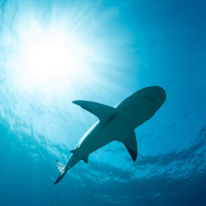 Caribbean reef shark silhouette passing overhead against the sunburst, Bimini, Bahamas