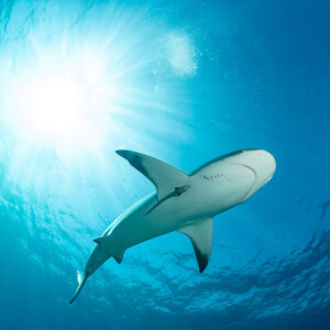 Caribbean reef shark from below, sun flaring beside its head, Bimini, Bahamas