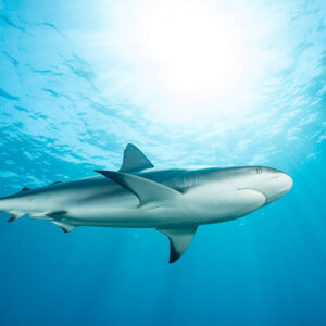 Close profile of a Caribbean reef shark under the surface, Bimini, Bahamas
