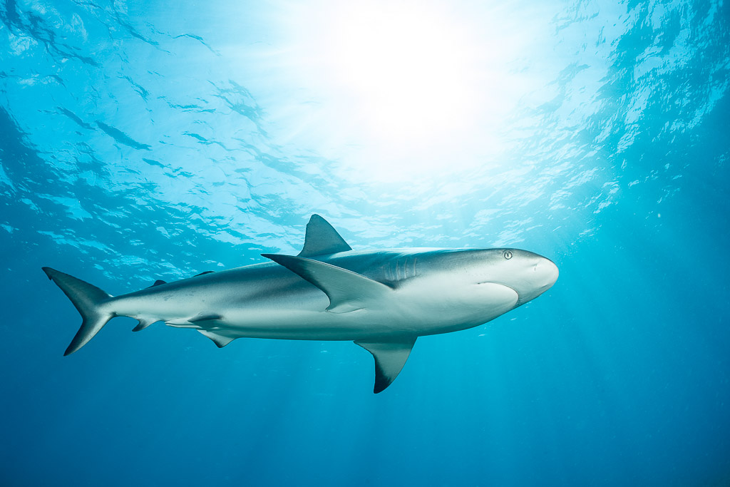 Close profile of a Caribbean reef shark under the surface, Bimini, Bahamas