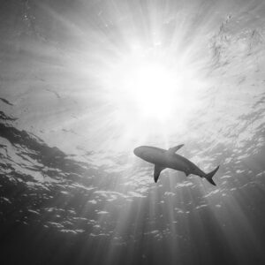 Black and white Caribbean reef shark silhouetted against the sun, Bimini, Bahamas