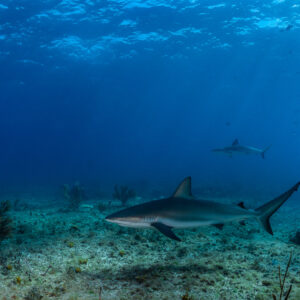 Caribbean reef shark over sea floor with gorgonians, another behind, Bimini, Bahamas