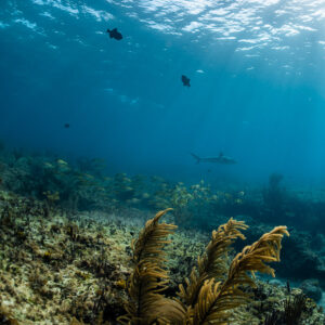Reef with sea plumes and a distant Caribbean reef shark, Bimini, Bahamas