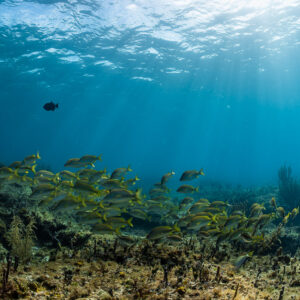 Banc de gorettes au-dessus d’un récif peu profond avec un baliste au-dessus, Bimini, Bahamas