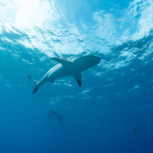 Caribbean reef shark from below with two more sharks in the blue, Bimini, Bahamas