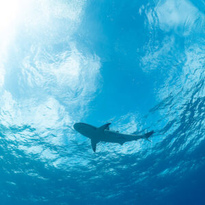 Caribbean reef shark under a rippled sunlit surface seen from below, Bimini, Bahamas