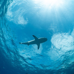 Caribbean reef shark silhouette under rippling surface and sun rays, Bimini, Bahamas
