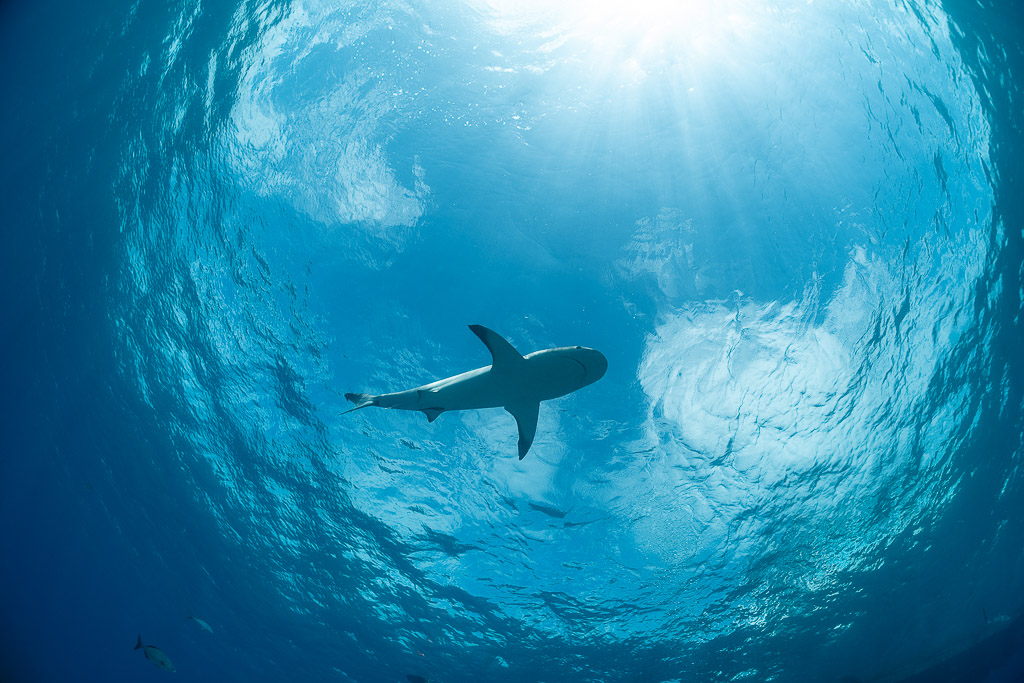 Caribbean reef shark silhouette under rippling surface and sun rays, Bimini, Bahamas