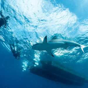 Caribbean reef shark near divers ascending to the dive boat hull, Bimini, Bahamas
