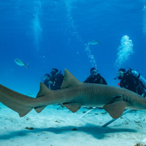 Nurse shark gliding over sand in front of kneeling divers, Bimini, Bahamas