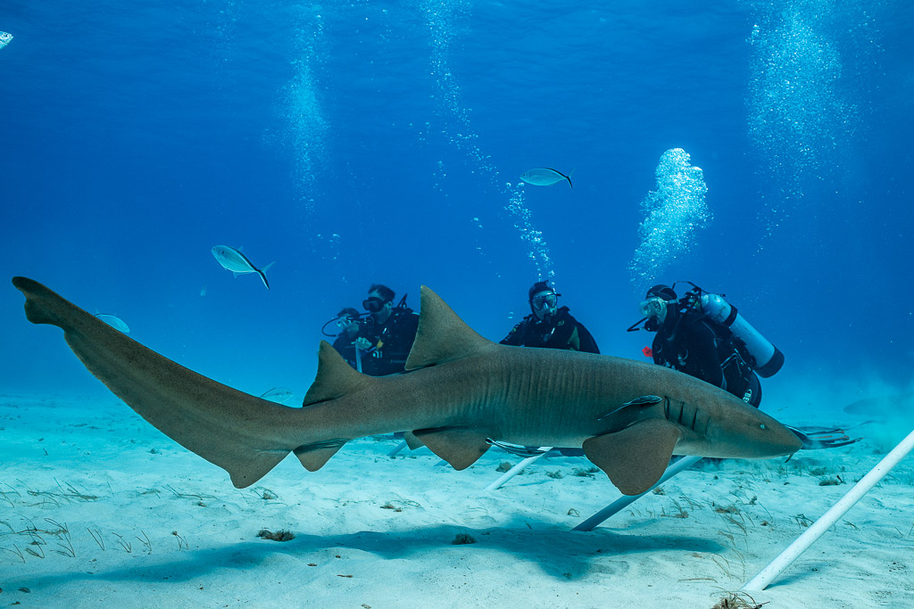 Nurse shark gliding over sand in front of kneeling divers, Bimini, Bahamas