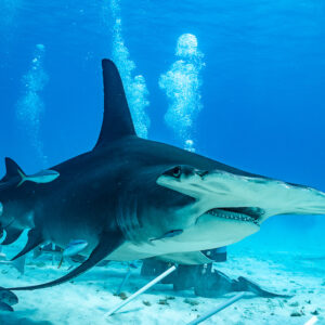 Great hammerhead shark passing close over sand with jacks and divers' bubbles, Bimini, Bahamas