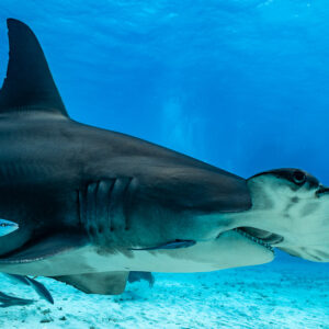 Close-up of a great hammerhead's head and tall dorsal fin, Bimini, Bahamas