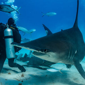 Grand requin-marteau approchant un nourrisseur agenouillé près de sa caisse d’appâts, Bimini, Bahamas