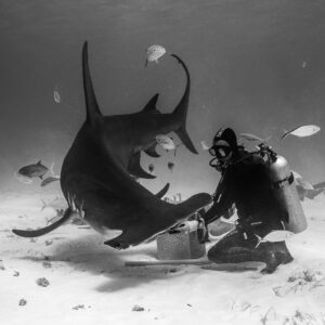 Black and white great hammerhead turning at the feeder's bait box, Bimini, Bahamas
