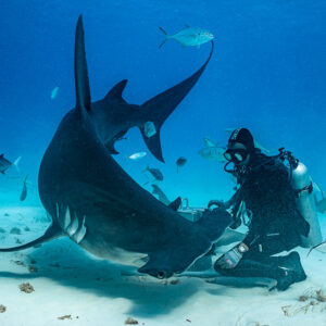 Great hammerhead shark banking right at a kneeling feeder, Bimini, Bahamas