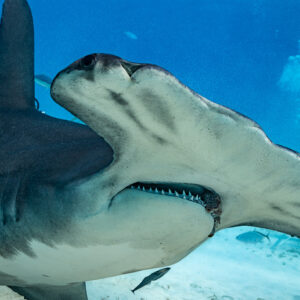 Great hammerhead head close-up with open mouth and teeth, Bimini, Bahamas