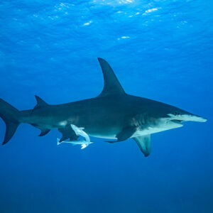 Great hammerhead shark in profile cruising in open blue water, Bimini, Bahamas
