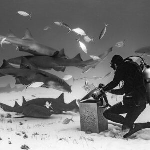 Black and white nurse sharks and jacks crowding a feeder at his bait box, Bimini, Bahamas