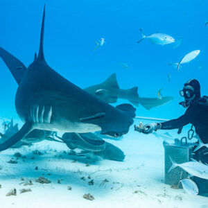 Great hammerhead taking bait from a feeder, nurse shark behind, Bimini, Bahamas