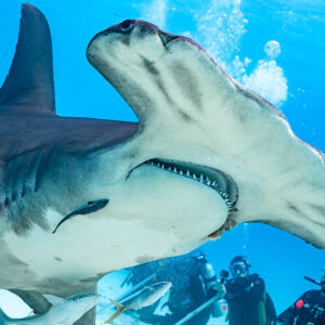 Great hammerhead head close-up above a line of kneeling divers, Bimini, Bahamas