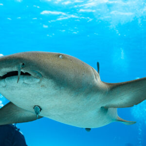 Gros plan d’un requin-nourrice vu d’en dessous, barbillons et bouche visibles, Bimini, Bahamas