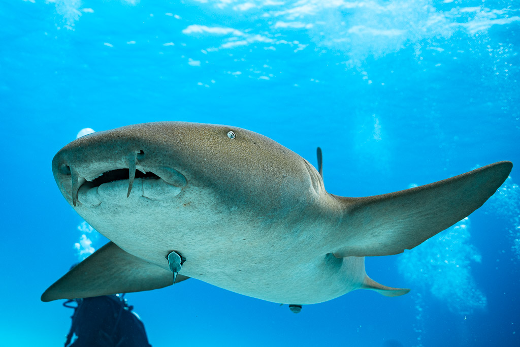 Nurse shark close-up from below showing barbels and mouth, Bimini, Bahamas