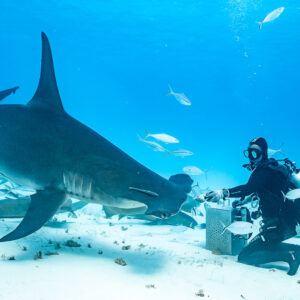 Grand requin-marteau