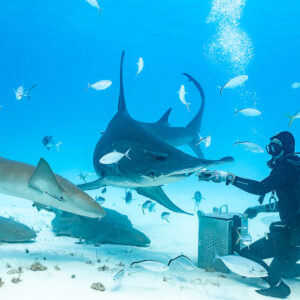 Feeder offering bait to a great hammerhead among nurse sharks and jacks, Bimini, Bahamas