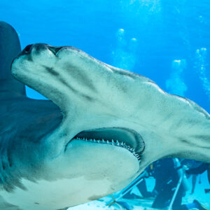 Great hammerhead head close-up with divers' bubbles behind, Bimini, Bahamas
