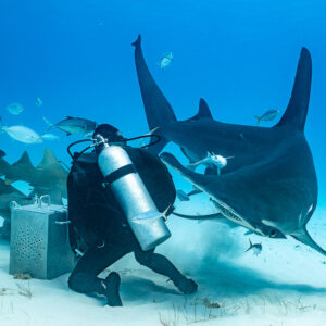 Two great hammerheads circling behind a feeder at his bait box, Bimini, Bahamas