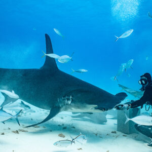 Grand requin-marteau atteignant la main d’un nourrisseur parmi les carangues, Bimini, Bahamas