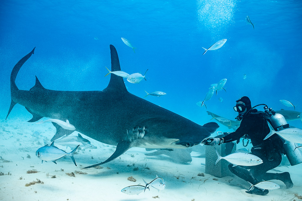 Grand requin-marteau atteignant la main d’un nourrisseur parmi les carangues, Bimini, Bahamas