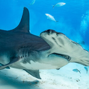 Great hammerhead close pass with jacks and diver in background, Bimini, Bahamas