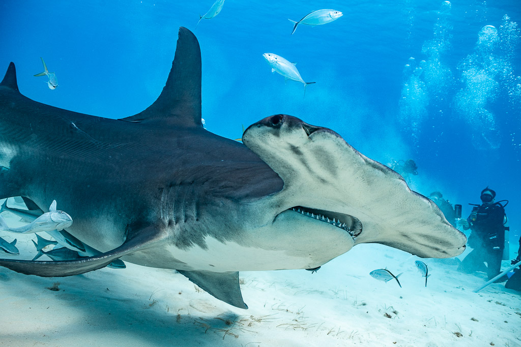 Great hammerhead close pass with jacks and diver in background, Bimini, Bahamas