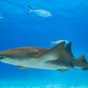 Nurse shark swimming in open blue water with jacks, Bimini, Bahamas