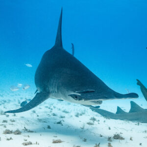 Vue verticale d’un grand requin-marteau arrivant de face au-dessus du sable, Bimini, Bahamas
