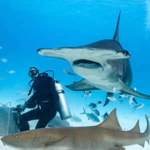 Great hammerhead turning above a feeder with a nurse shark below, Bimini, Bahamas