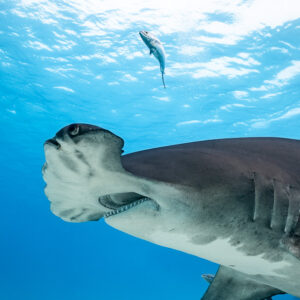 Great hammerhead seen from below heading left under the surface, Bimini, Bahamas
