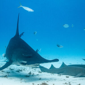 Great hammerhead gliding over sand above resting nurse sharks, Bimini, Bahamas
