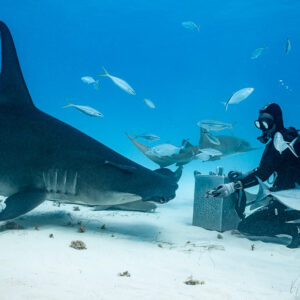 Great hammerhead approaching a feeder holding out bait, Bimini, Bahamas