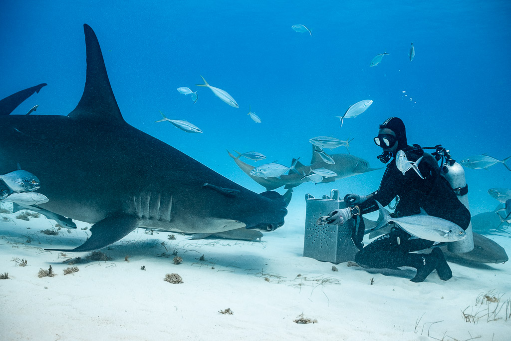 Great hammerhead approaching a feeder holding out bait, Bimini, Bahamas