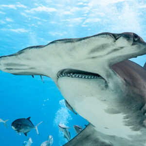 Great hammerhead head close-up seen from below with jacks, Bimini, Bahamas